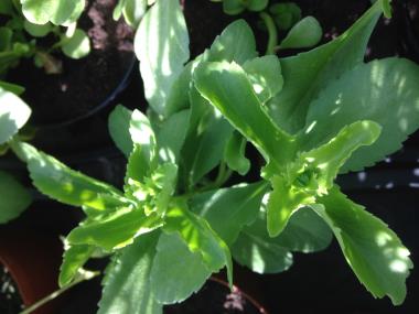 Billede af plante