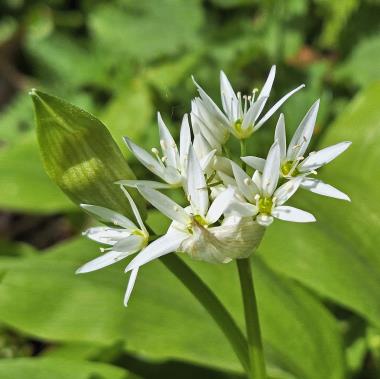 Billede af blomst