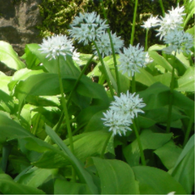 Billede af plante