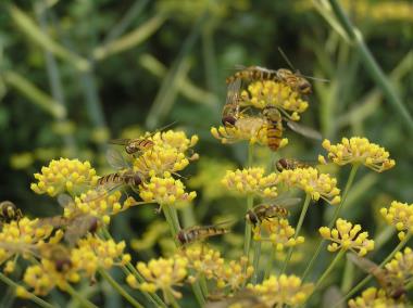 Billede af blomst