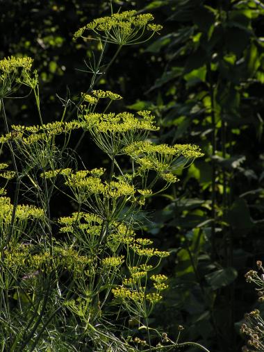 Billede af plante
