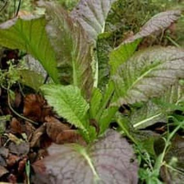 Billede af plante