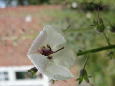 Billede af blomst