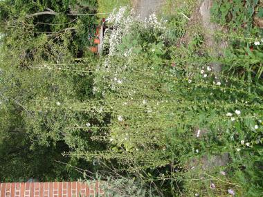 Billede af plante