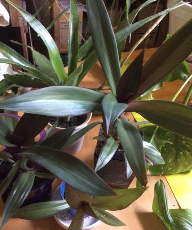 Billede af plante