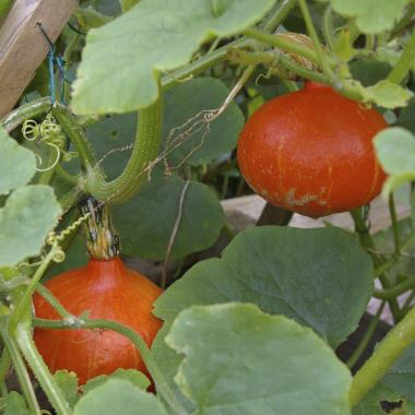 Billede af plante