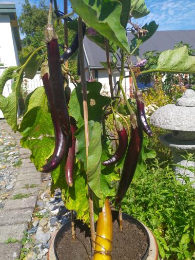 Billede af plante