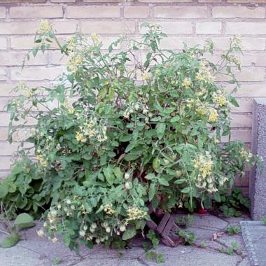 Billede af plante