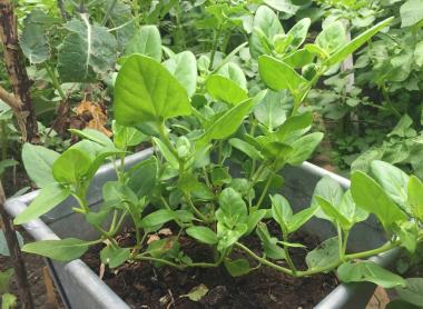 Billede af plante