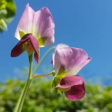 Billede af blomst