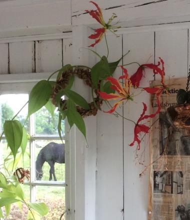 Billede af plante