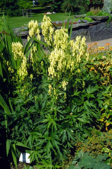 Billede af blomst