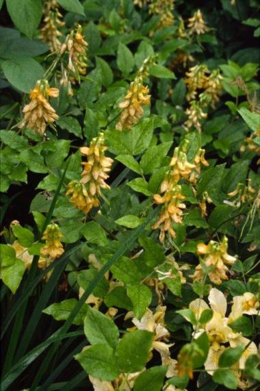 Billede af blomst