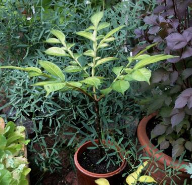 Billede af plante