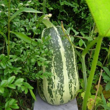 Billede af plante