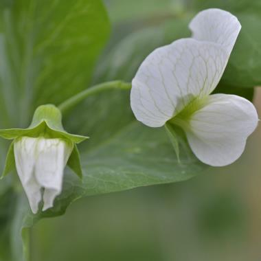 Billede af blomst
