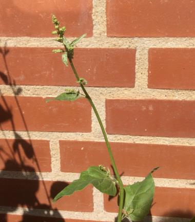 Billede af blomst