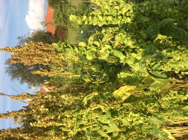 Billede af plante