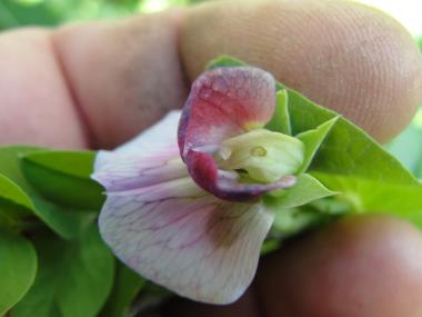 Billede af blomst