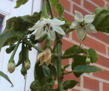 Billede af blomst