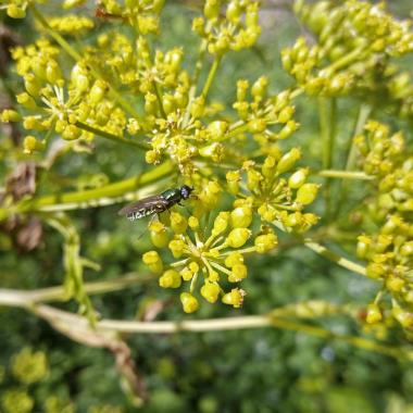 Billede af blomst