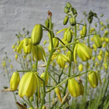 Billede af blomst