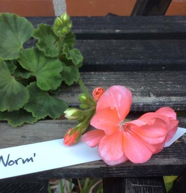 Billede af blomst