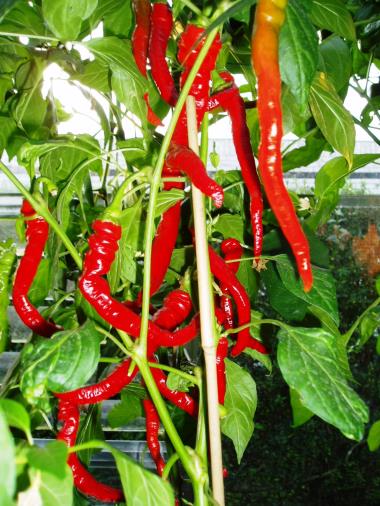 Billede af plante