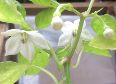 Billede af blomst