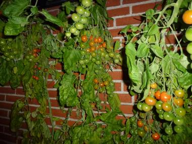 Billede af plante