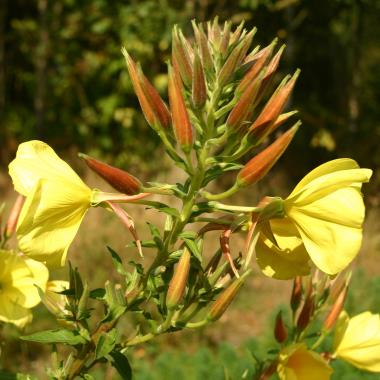 Billede af blomst