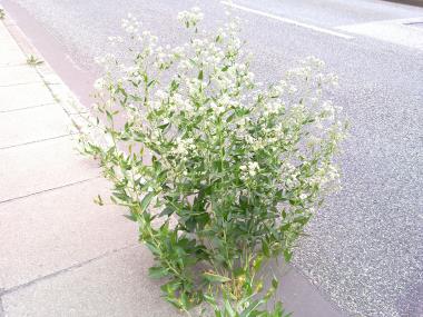 Billede af blomst