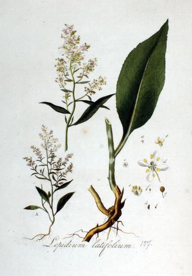 Nærbillede