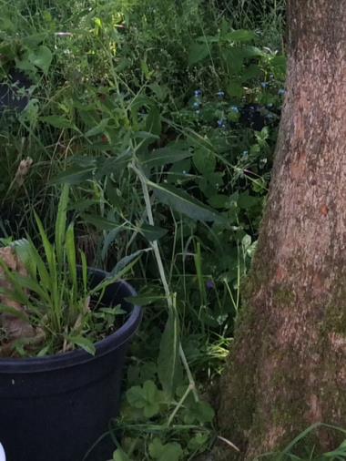 Billede af plante