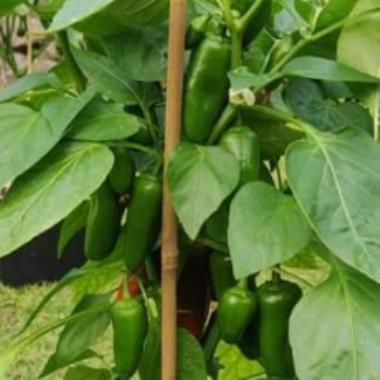Billede af plante