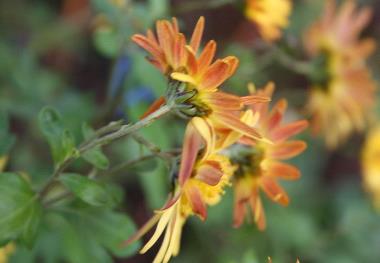 Billede af blomst