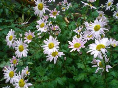 Billede af blomst