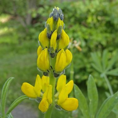 Billede af blomst