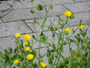 Billede af plante