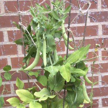 Billede af plante