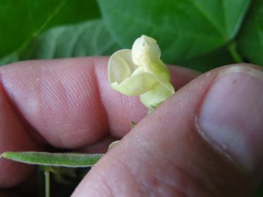 Billede af blomst