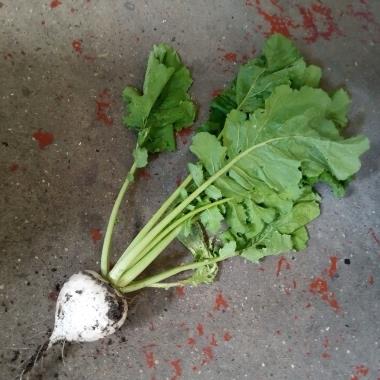 Billede af plante