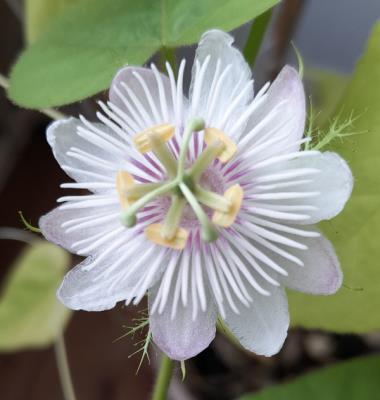 Billede af blomst