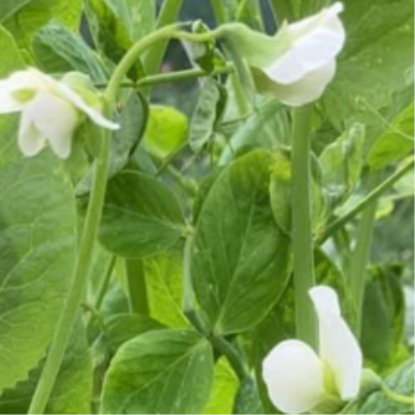 Billede af blomst