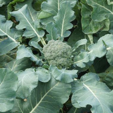 Billede af plante