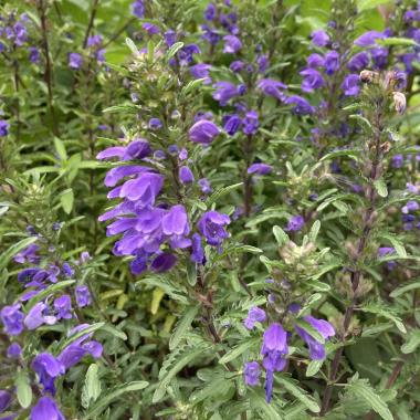Billede af blomst