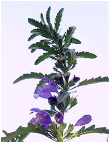 Billede af plante