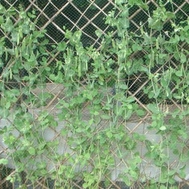 Billede af plante