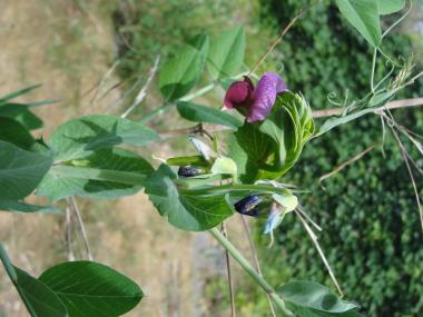 Billede af blomst