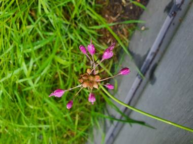Billede af plante
